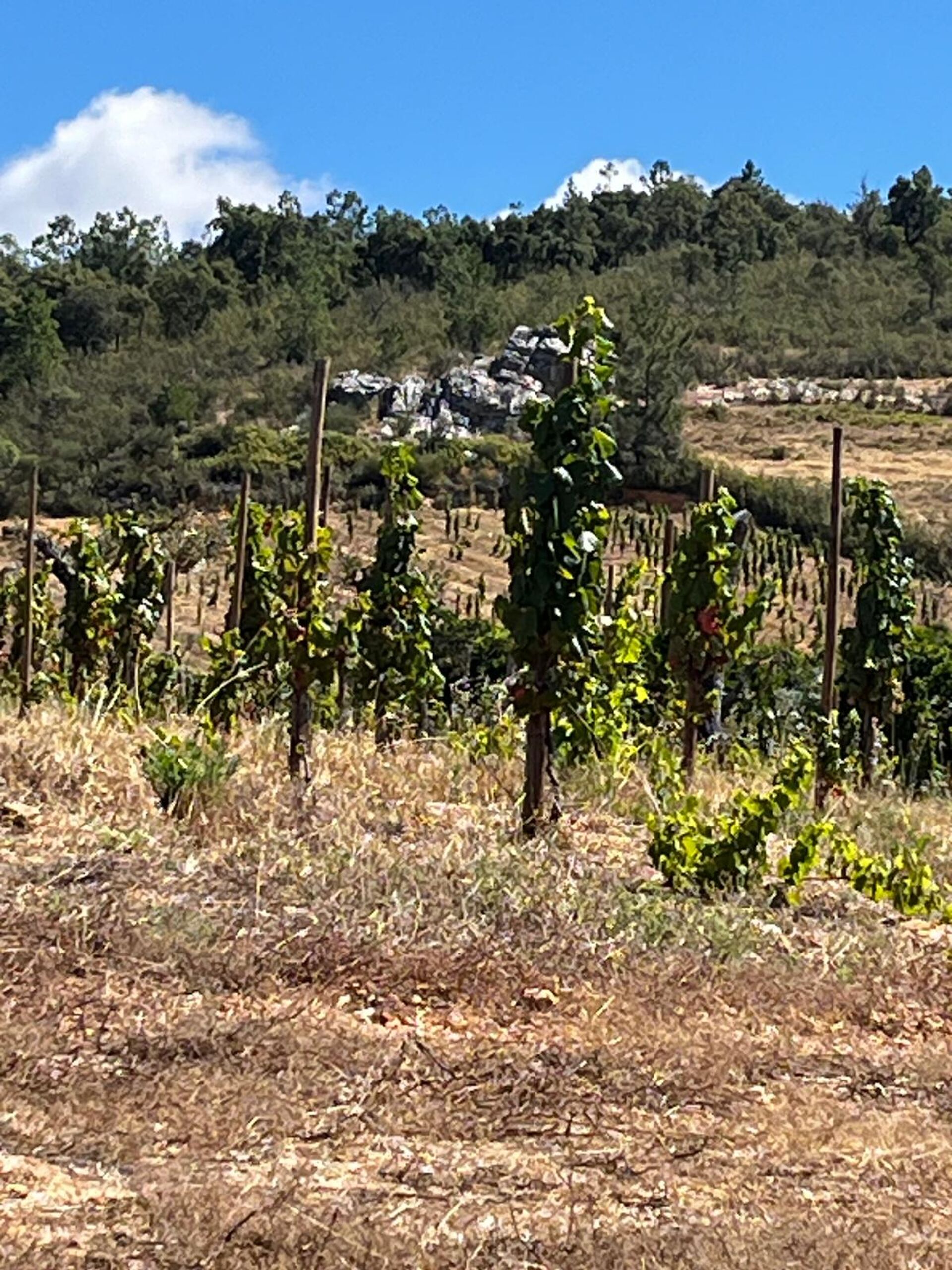 Quinta em Portalegre