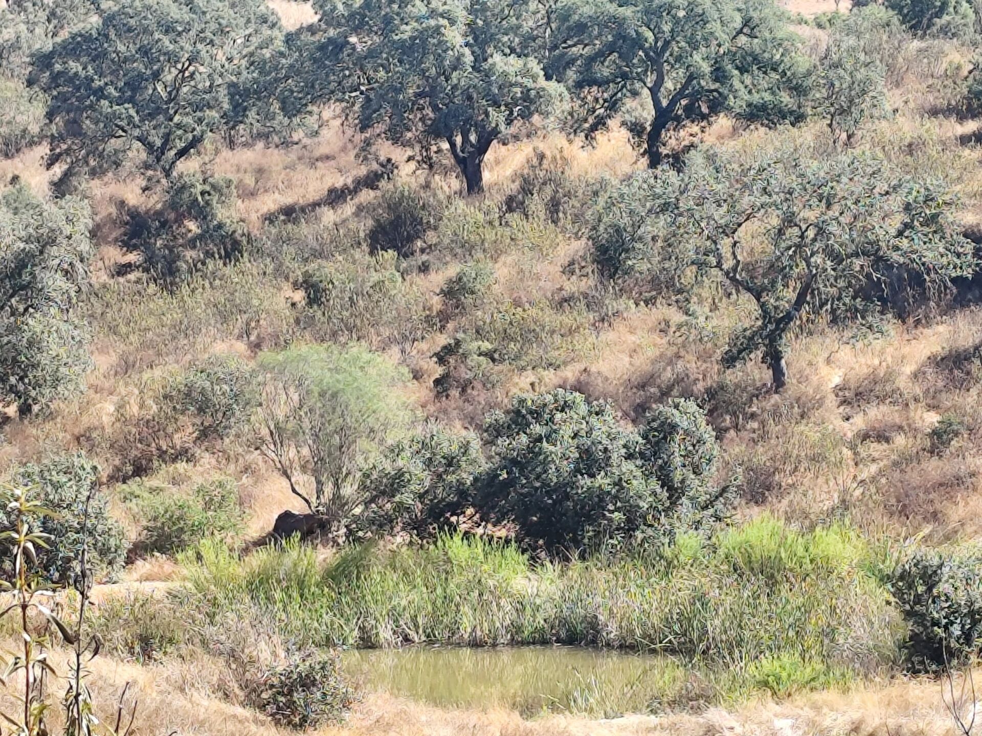 Terreno , Vale de cadeirinhas, Serpa