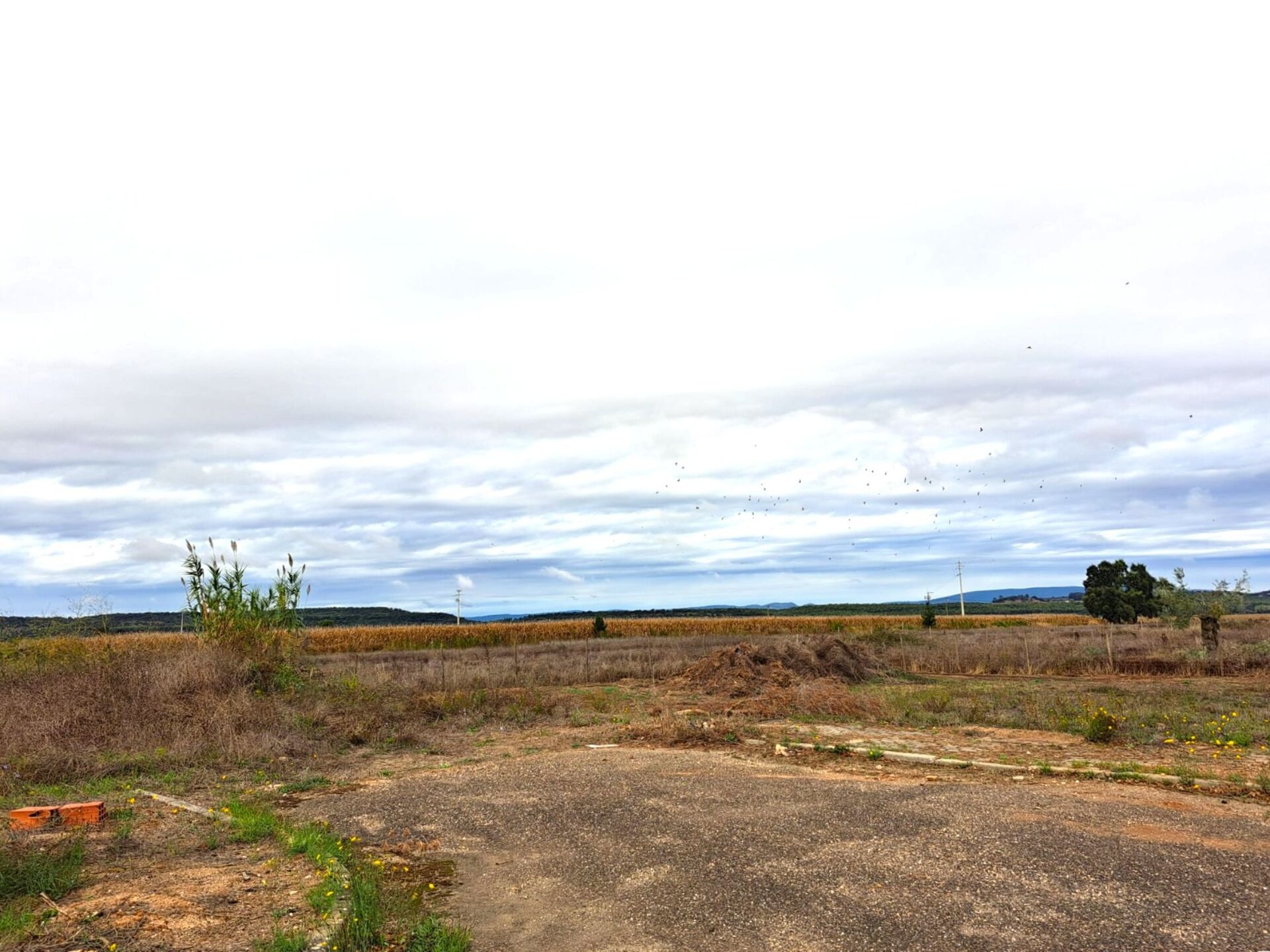 Lote Urbano - Moradia Isolada C/1238 m2