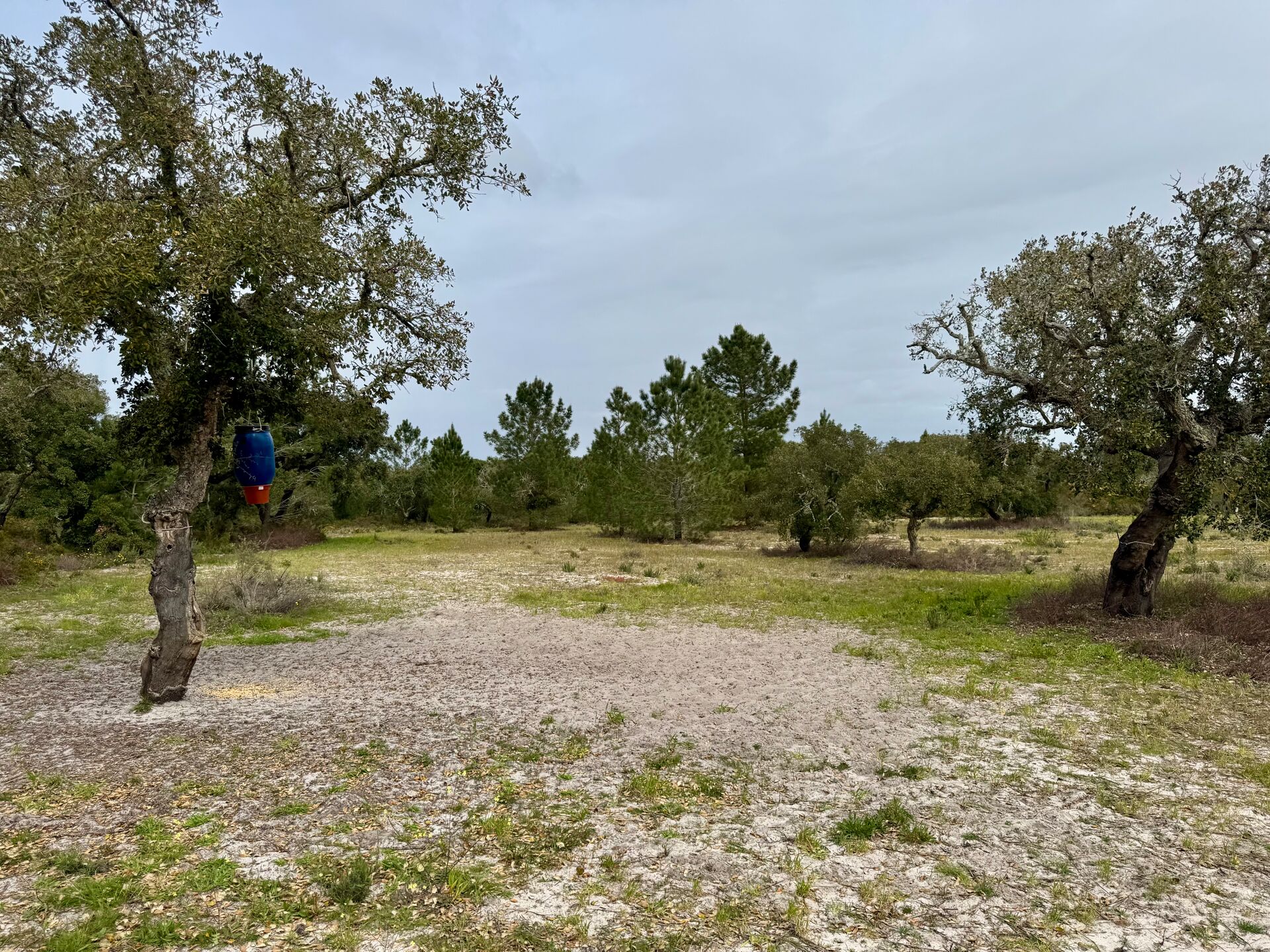 Rustikales Grundstück mit 339.000 m² in der Arrábida, neben der Quinta do Peru, mit außergewöhnlichem Investitionspotenzial

