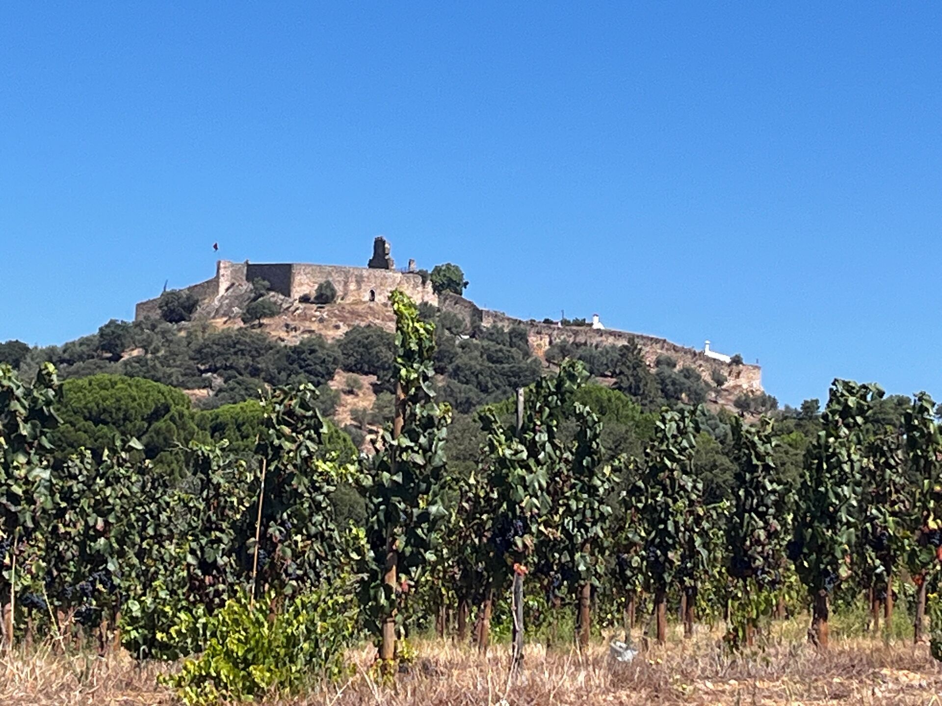Quinta Vinícola em Alegrete