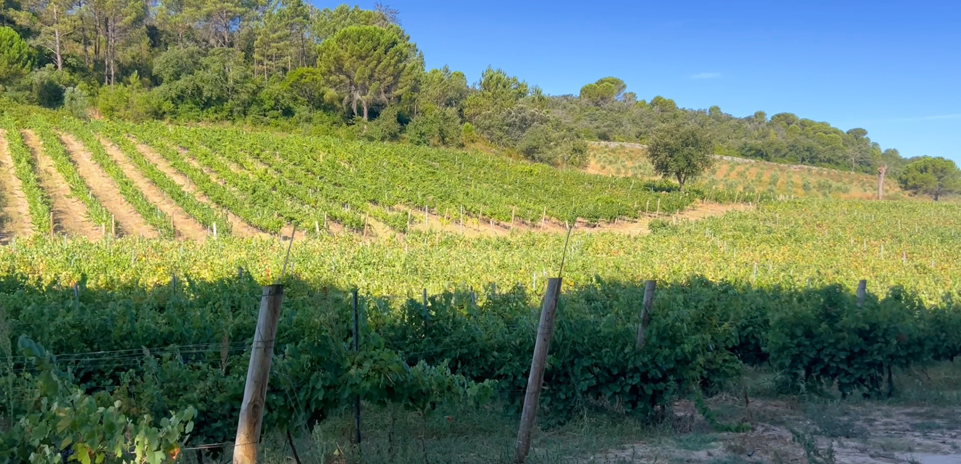 Quinta com 10,6 hectares em Pernes, Santarém – Vinha, Olival